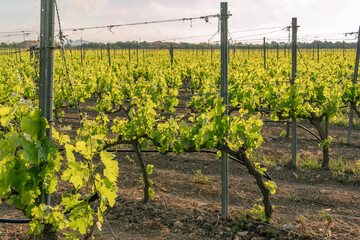 Field of vines in spring with the first leaves and bunches of grapes sprouting at dawn