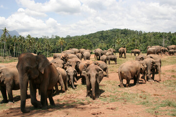 Fototapeta na wymiar Herde Asiatischer Elefanten 