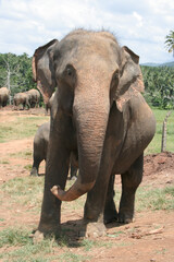 Asiatische Elefantin