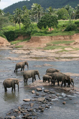 Fototapeta na wymiar Asiatische Elefanten im Flussbereich