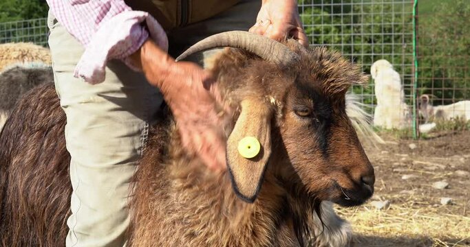 Woman Sheperd pets a beautiful brown long hair cashmere goat