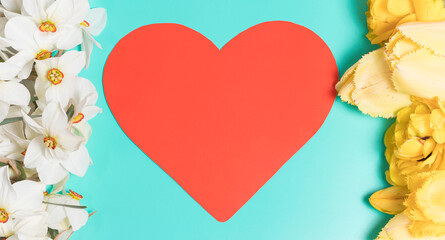 A beautiful daffodils and tulips on a green background with place for text. For greeting cards for holidays with heart.