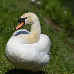 四国香川県丸亀城のお堀に棲む白鳥