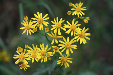 Gelbe Blumen - Jakobsgreiskraut