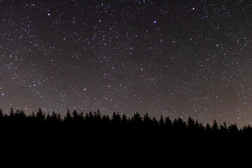 Obraz premium Sapins étoilés