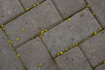 texture, wall, stone, old, pattern, abstract, rock, surface, brown, brick, grunge, granite, rough, textured, sandstone, red, material, macro, natural, wood, nature, orange, closeup, backgrounds, archi