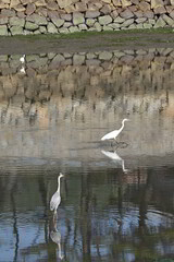 瀬戸内海のサギ