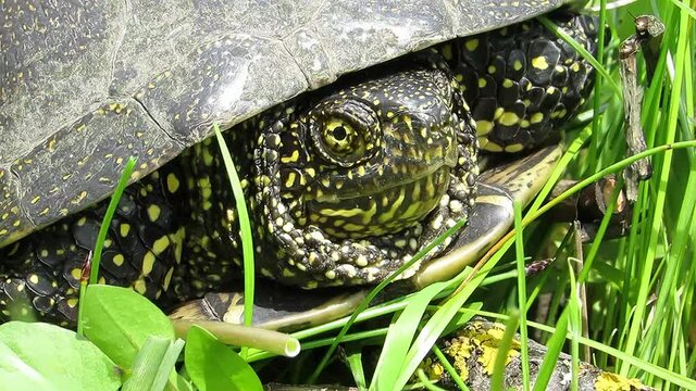 The turtle pokes its head completely out of the shell Emys orbicularis