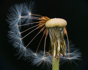 Close up image with a white dendalion fluff. Dark background.