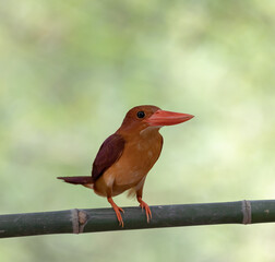 Red kingfisher on branch green backgrounders