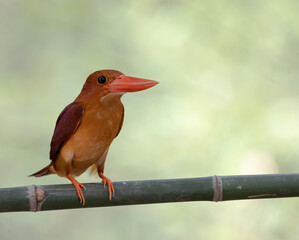 Red kingfisher on branch green backgrounders