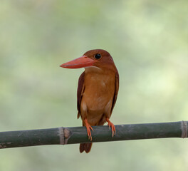 Red kingfisher on branch green backgrounders