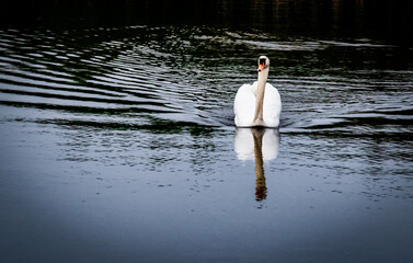 A white swan majestically swimming in solitude with a clear reflection in the water..