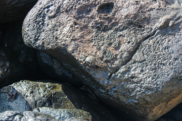 Un cangrejo entre grandes piedras 