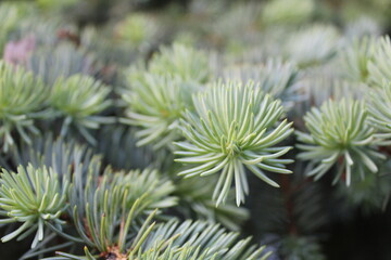 natural helen background spruce Christmas tree branches close up. New Year. Christmas. Winter background