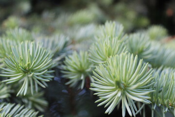 natural helen background spruce Christmas tree branches close up. New Year. Christmas. Winter background