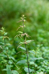 .Young nettle growing in the garden. Selective focus.