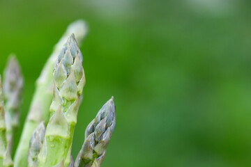 .Spears of Fresh green asparagus in the sun, copy space for text. Harvest, ready to cook, healthy...