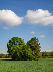 Fototapeta na wymiar Field in spring with clouds