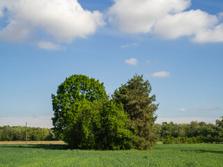 Fototapeta na wymiar Field in spring with clouds