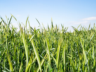 Field in spring with clouds