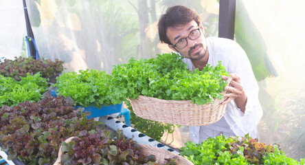 Happy young man farmer harvesting lettuce in hydroponics greenhouse garden