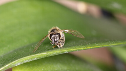 Honey bee insect macro photo