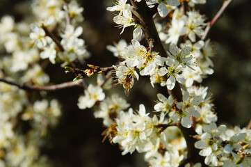 Selective focus shot of a bee collecting pollen from a blooming blackthorn