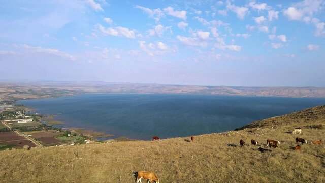 Aerial Shot Of Cattle Grazing On Mount Arbel By Sea Of Galilee Against Sky, Drone Flying Forward