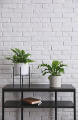 Beautiful fresh potted ferns on black table near white brick wall. Space for text