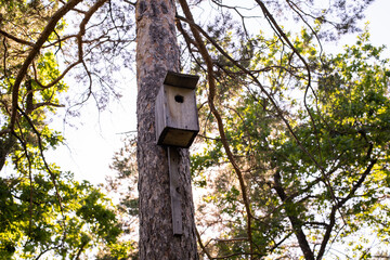  wooden bird house and squirrel on a tree