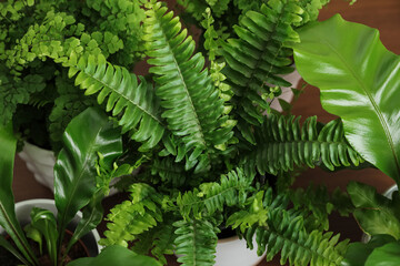 Beautiful fresh potted ferns on table, above view