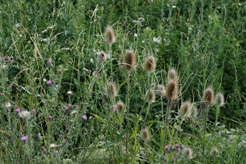 Obraz premium Disteln, Gräser, Wildblumen und Wildkräuter am Rand eines grünen Feldes im Hintergrund