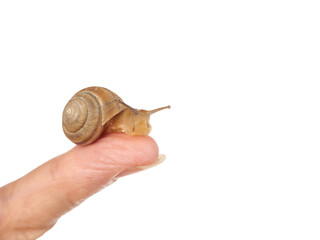 The snail sits on a woman's hand. Cosmetic product made from mucin snail mucus. Rejuvenation. Isolated.