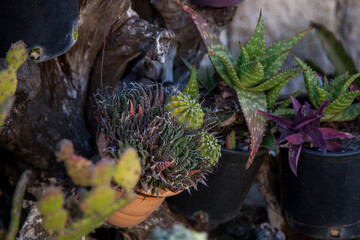 prickly potted plants on the street