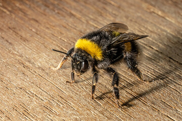 Bumble bee