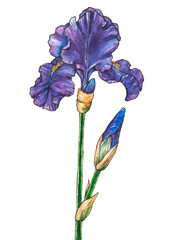 Watercolor hand drawn iris flowers. Isolated floral element. Drawing summer flowers.