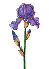 Watercolor hand drawn iris flowers. Isolated floral element. Drawing summer flowers.