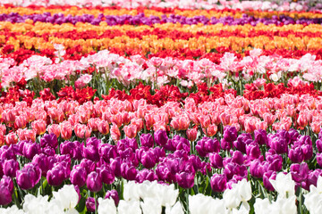 Fototapeta premium Tulip plantation in Netherlands. Traditional dutch rural landscape with fields of tulips during springtime.
