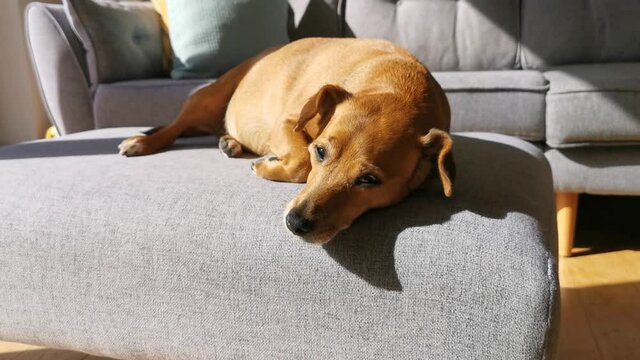 Cute and tired dog chilling out in the sun