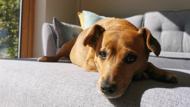 Calm cute dog chilling out in the sunlight
