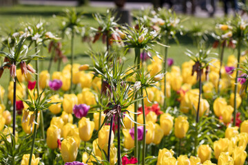 Tulip plantation in Netherlands. Traditional dutch rural landscape with fields of tulips during springtime.