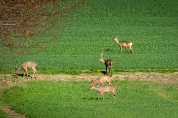 zwierzęta leśne © Jaroslaw