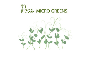 Hand drawn peas microgreens. Healthy food. Pea Sprouts with green leaves isolated on white background. Edible plants for healthy nutrition. Vector illustration in flat cartoon style.