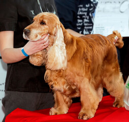 English Cocker Spaniel, the owner holds the dog, demonstrating its exterior
