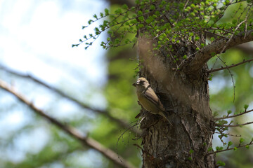 樹に止まっているイスカのメス