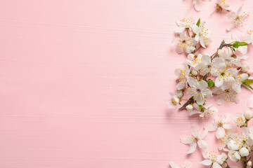 Fototapeta na wymiar Beautiful spring flowers as border on pink wooden background, flat lay. Space for text