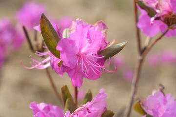 ピンクのヤマツツジの花