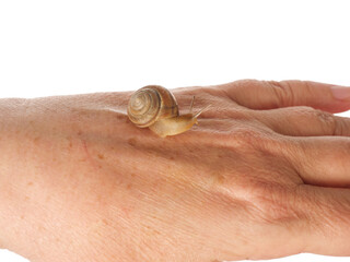 The snail sits on a woman's hand. Cosmetic product made from mucin snail mucus. Rejuvenation. Isolated.