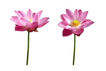 Blooming pink lotus isolated on white background